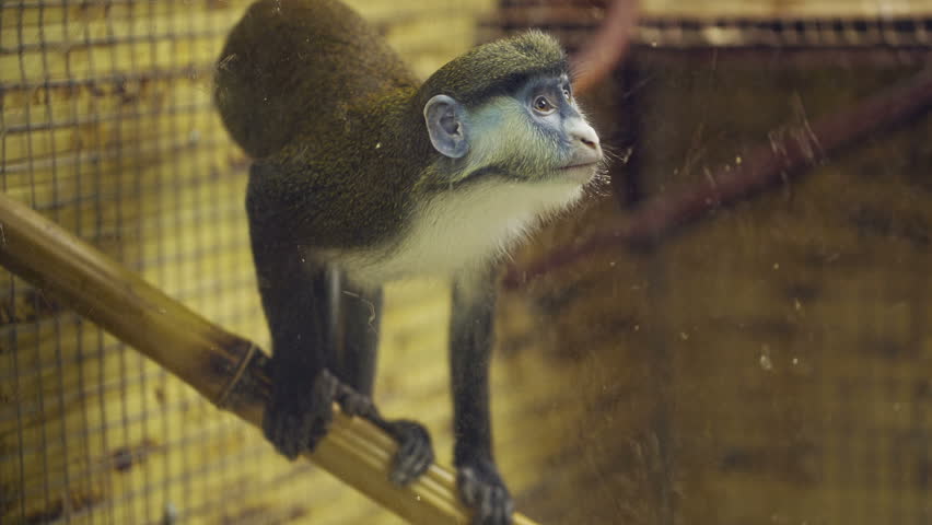 Roosmalens' Dwarf Marmoset (Callibella Humilis Or Callithrix (Calibella ...