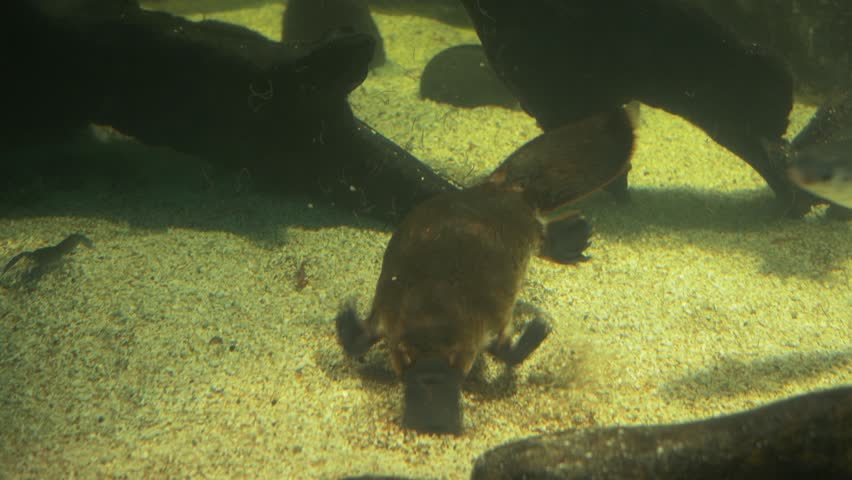 close up of a platypus searching for food - 4K stock video clip