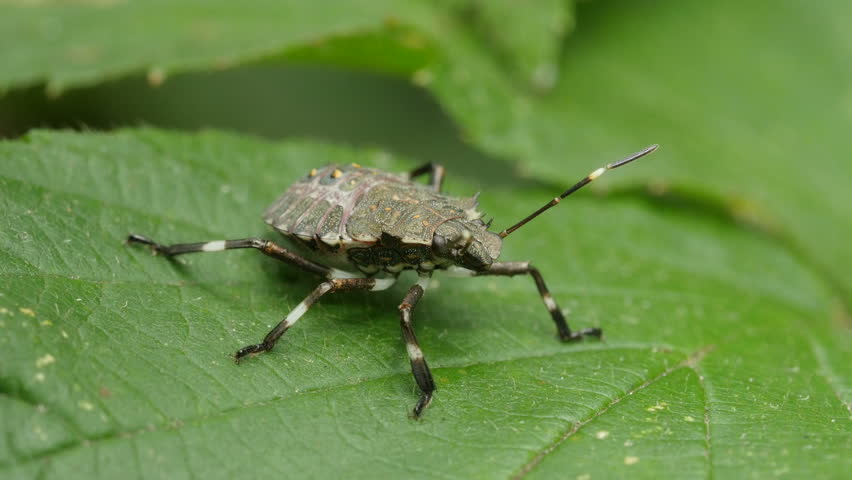 A Brown Marmorated Stink Bug (Halyomorpha Halys) Nymph Perches On A ...