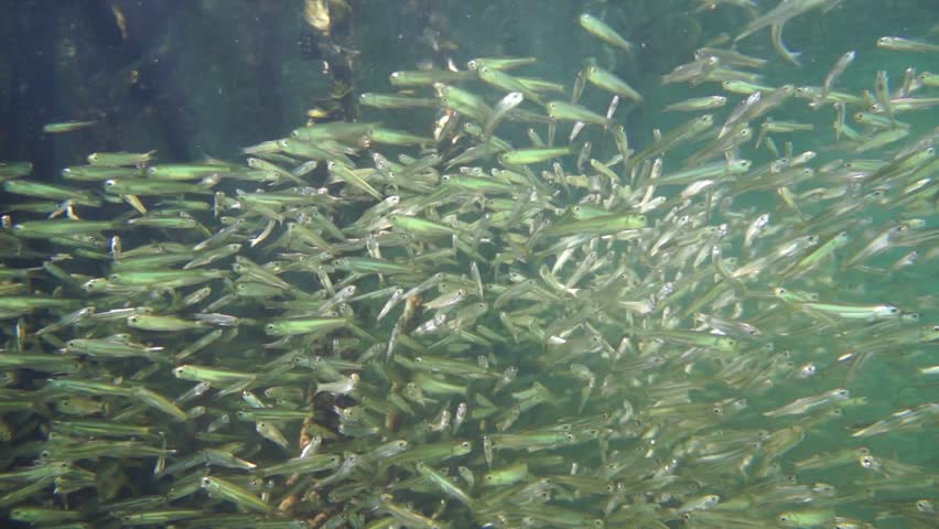 Shoal Of Juvenile Fish Underwater In The Mangrove Roots, Caribbean Sea ...