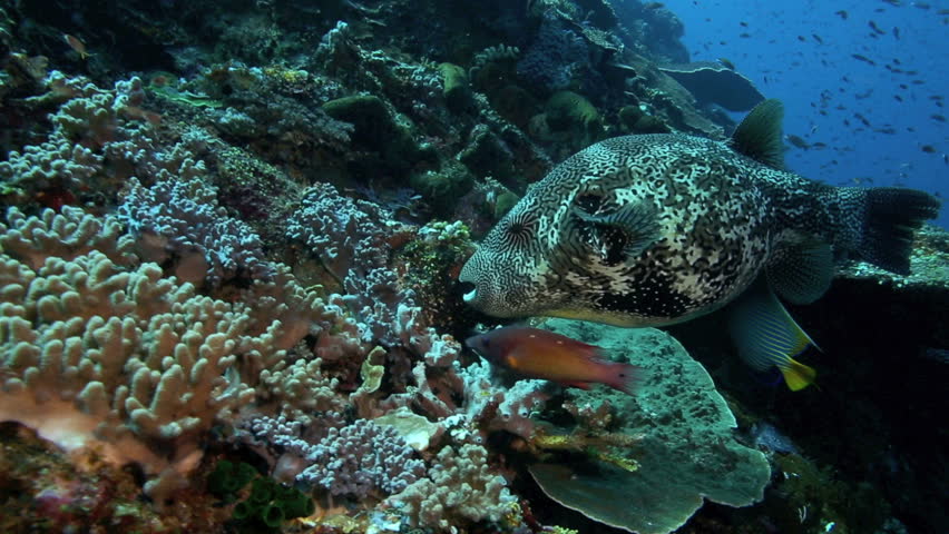 Spotted Puffer Fish Eating Stock Footage Video 1241824 - Shutterstock