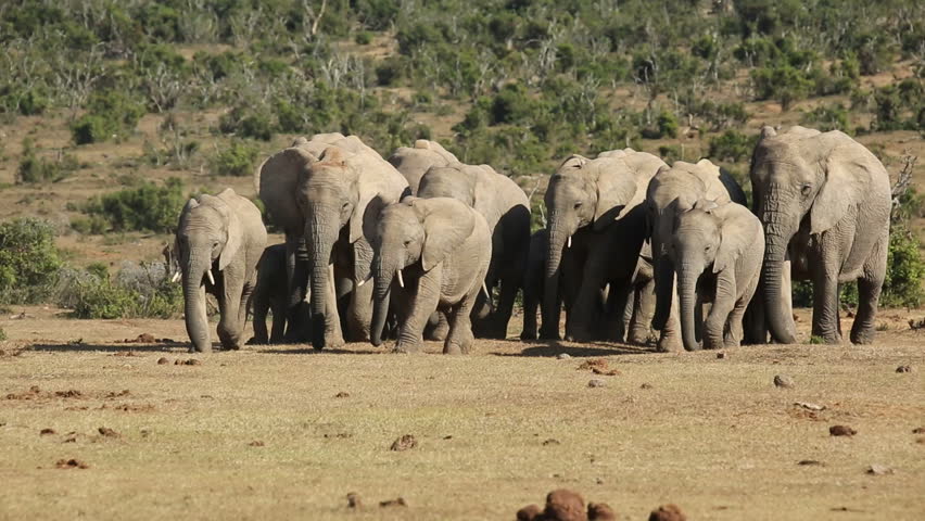 Small Herd Of African Elephants (Loxodonta Africana) Walking In Natural ...