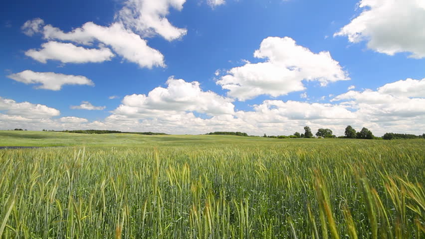 Wheat Field Stock Footage Video 776929 - Shutterstock