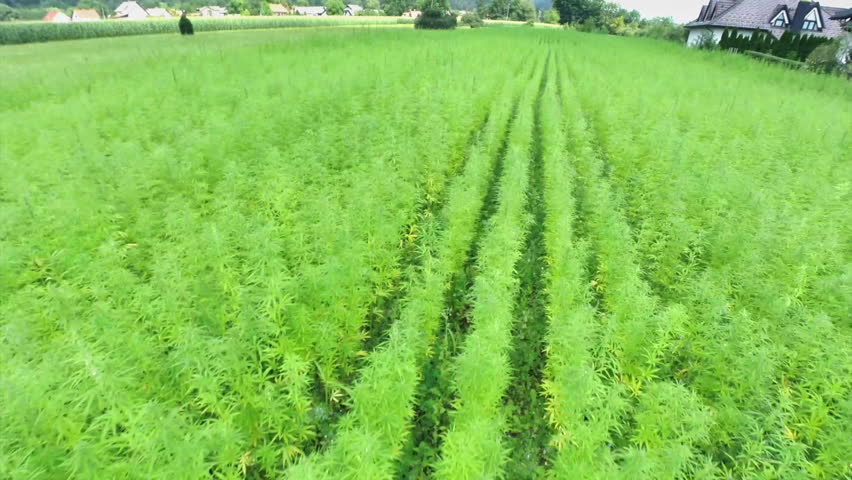 Cannabis Marijuana Plantation. Cannabis Marijuana Weed Plantation ...