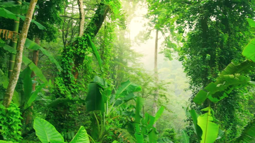 Dolly Tracking Video Shot Of Green Wilderness Lush Of Tropical ...