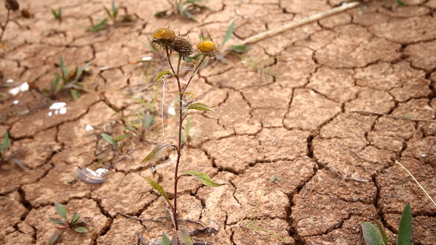 Climate Change Drying-up Plant On Cracked Soil Stock Footage Video ...