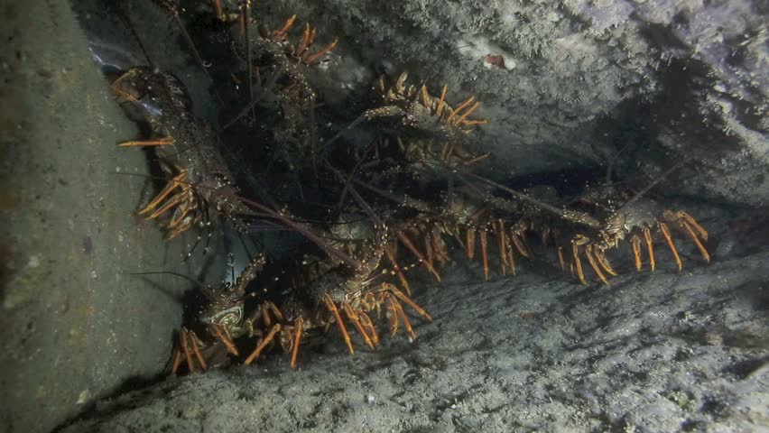 Spiny Crayfish (lobster) Sheltering Under A Rock - New Zealand ...