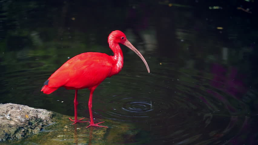 SOUTH AFRICA - NOVEMBER 2014. Scarlet Ibis Standing On Rock Preening ...