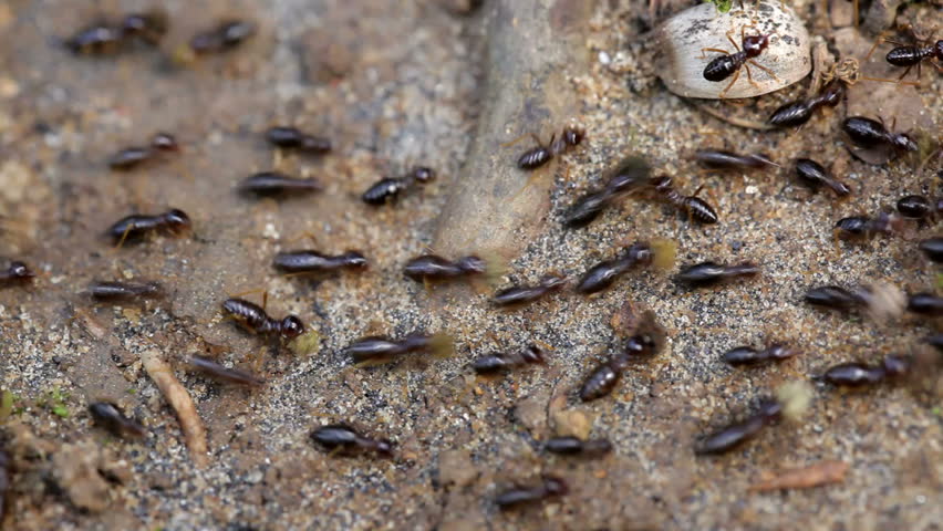 Termites Crawling On Rainforest Ground Stock Footage Video 841708 ...