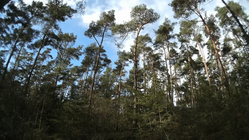 Trees Dancing In The Wind In The Forest Stock Footage Video 8446312 ...