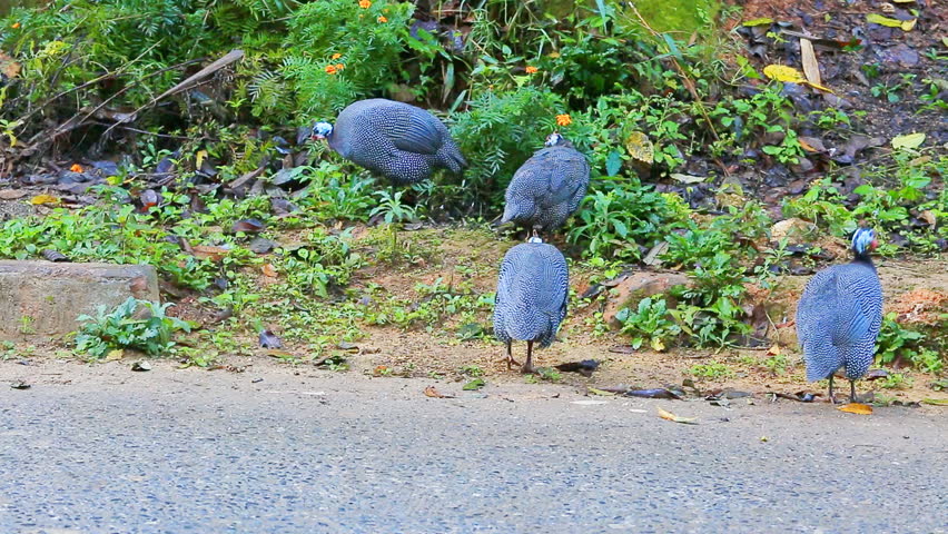 Peacock Eat Food On The Ground Stock Footage Video 8483371 - Shutterstock