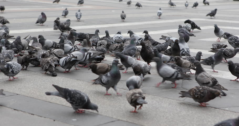 Flock Pigeons Bird Feeding Grey Dove Standing Flying Street Pavement ...
