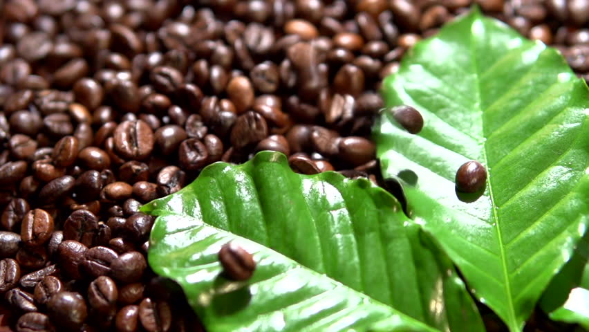 Coffee Beans And Coffee Tree Branch. Coffee Beans Fall. Full HD 1080p ...