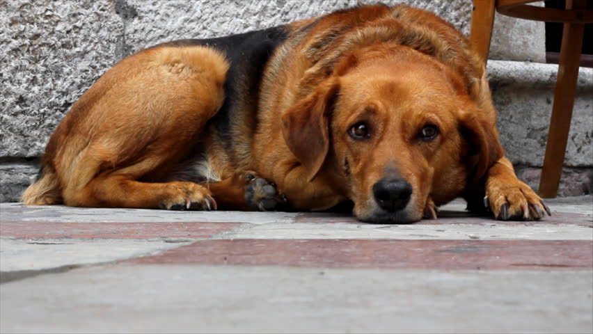 Lonely Sad Dog Lying In The Street Stock Footage Video 863245 ...