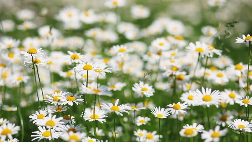 Summer Field With White Daisies. HD Video (High Definition) Stock ...