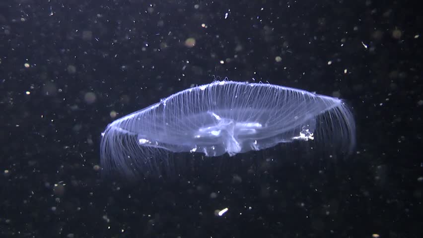 Invertebrate Marine Coelenterates Jellyfish Aurelia (Aurelia Aurita) In ...