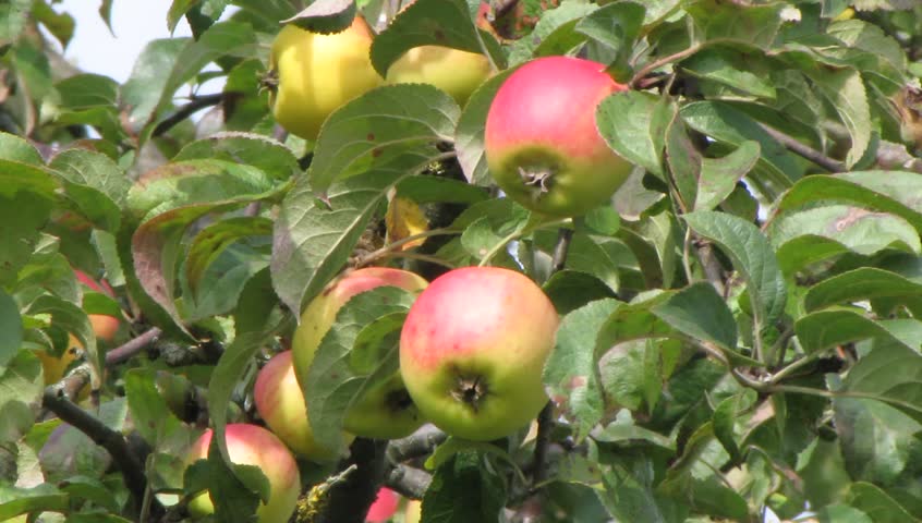 Old-growth European Apple Tree With Fruit - Red Apples + Zoom Out ...