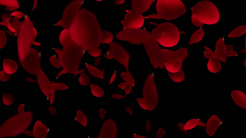 Rose Petals And Diamonds Flying Against Black Stock Footage Video ...