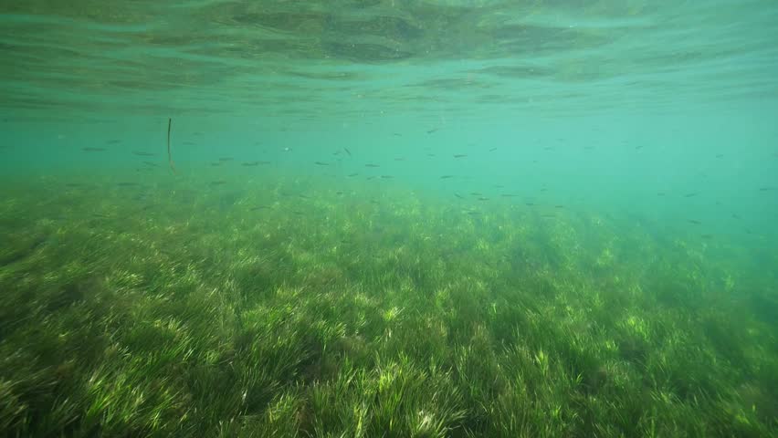 Sea Grass Meadows Underwater Seagrass. HD 50fps. Stock Footage Video ...