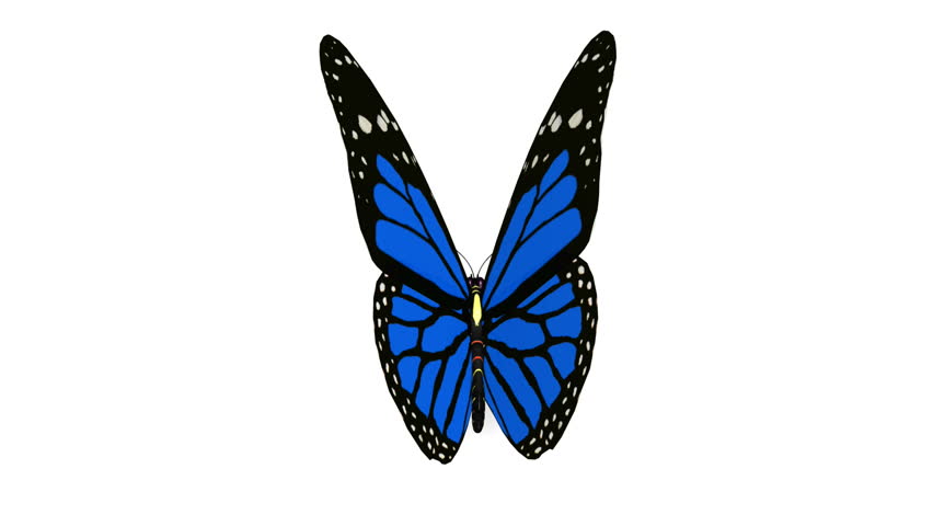 Blue Butterfly Animation Loop Stock Footage Video 967996 - Shutterstock